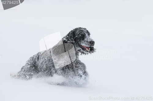 Image of english cocker spaniel dog playing in fresh snow