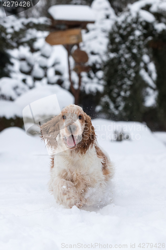 Image of english cocker spaniel dog playing in fresh snow