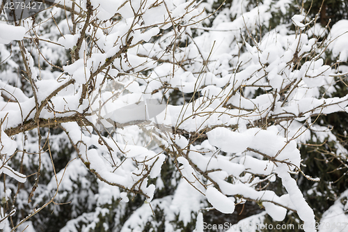 Image of tree branch with snow