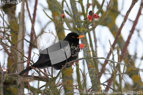 Image of male of Common black bird in winter