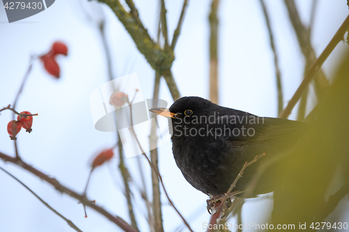 Image of male of Common black bird in winter