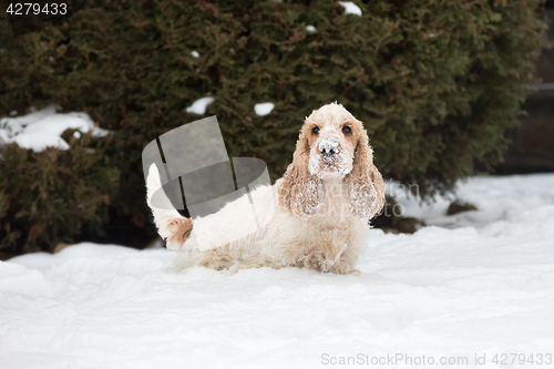 Image of english cocker spaniel dog playing in fresh snow