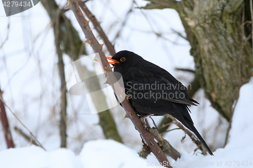 Image of male of Common black bird in winter