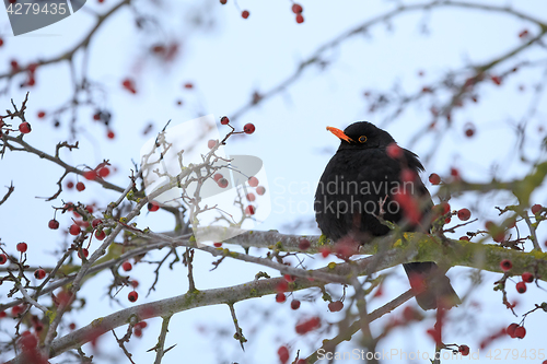 Image of male of Common black bird in winter