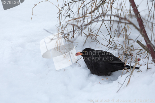 Image of male of Common black bird in winter