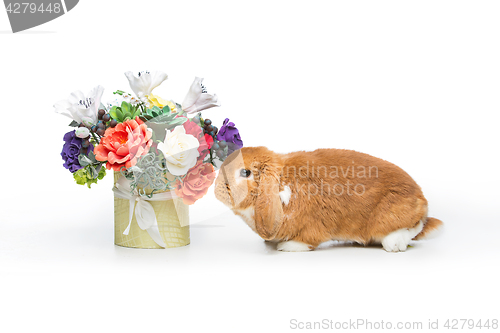 Image of Beautiful domestic rabbit