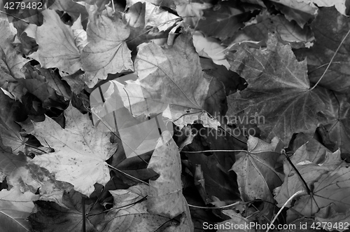 Image of Black and white autumn dry maple leafs