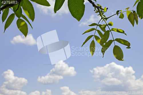 Image of Branches of walnut with young spring leaves