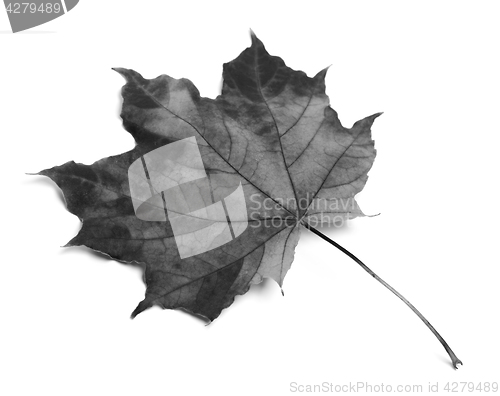 Image of Black and white maple-leaf 