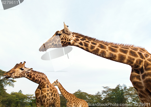 Image of giraffes at national reserve or park in africa