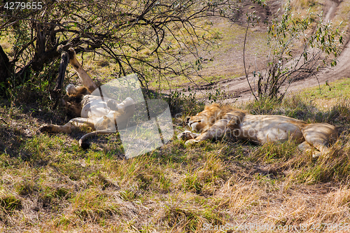 Image of male lions resting in savannah at africa