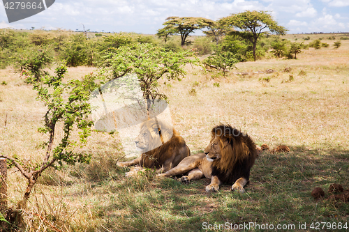 Image of male lions resting in savannah at africa