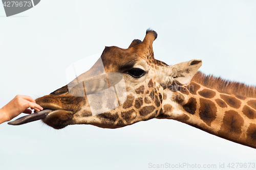 Image of hand feeding giraffe in africa