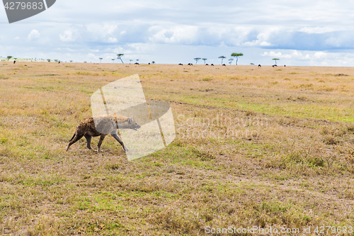 Image of hyena hunting in savannah at africa