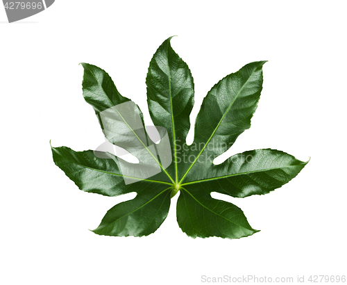 Image of green leaves on white background