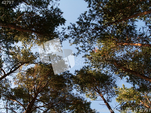 Image of Sky in forest