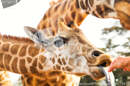 Image of hand feeding giraffe in africa