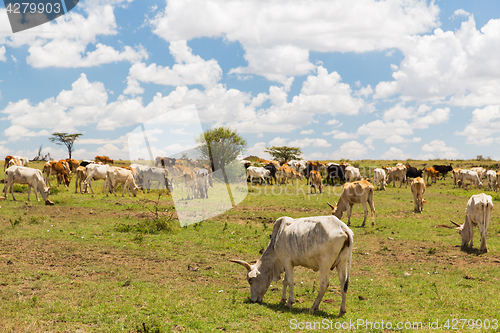 Image of cows grazing in savannah at africa