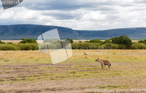 Image of clan of hyenas in savannah at africa