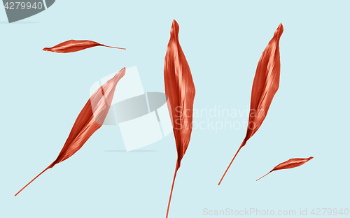 Image of red leaves on blue background