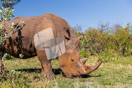 Image of rhino grazing in savannah at africa
