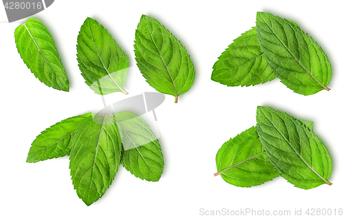 Image of Fresh mint leaves