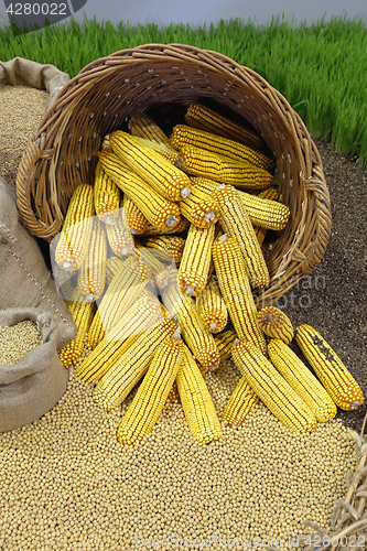 Image of Maize