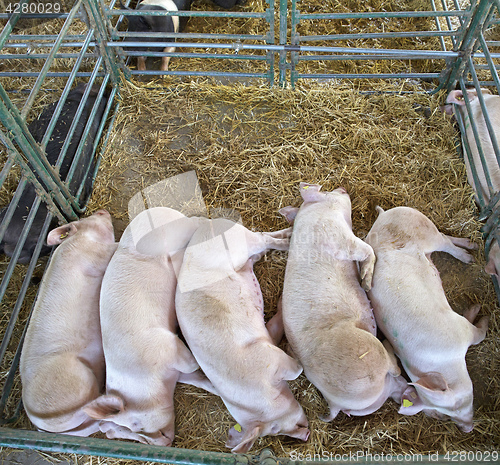 Image of Dead Pigs