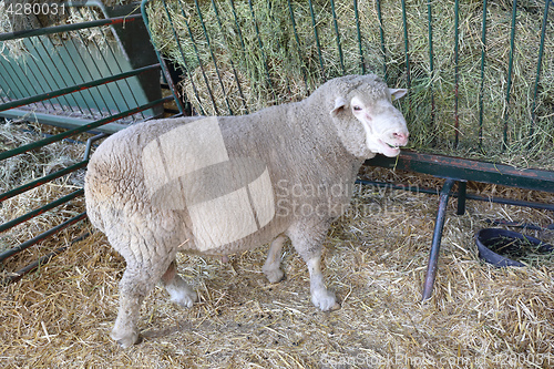 Image of Sheep