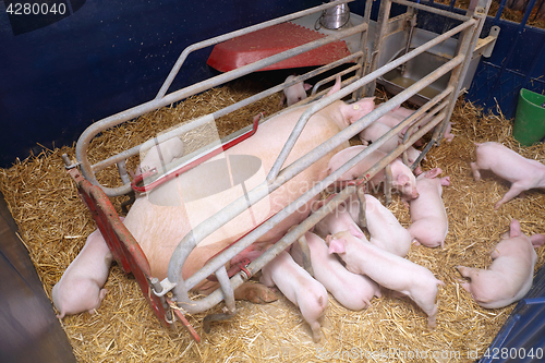 Image of Pig Farming