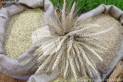 Image of Grains Wheat