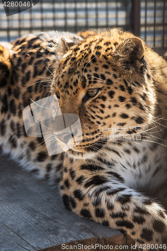 Image of Portrait of the leopard