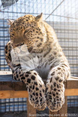 Image of Portrait of the leopard