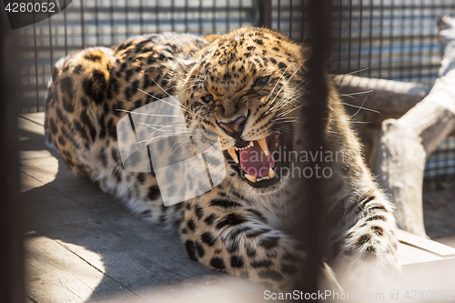 Image of Portrait of the leopard