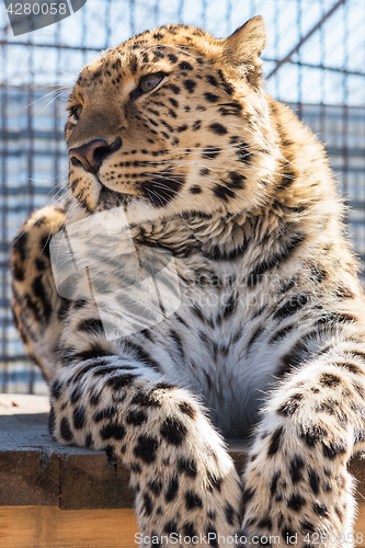 Image of Portrait of the leopard