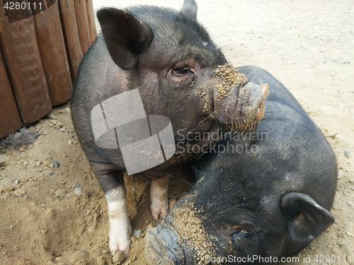 Image of two small black pigs