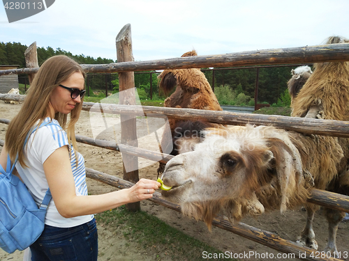 Image of Young woman feed camel