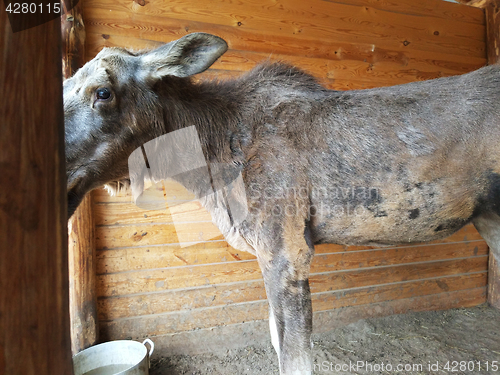 Image of Sick elk at home