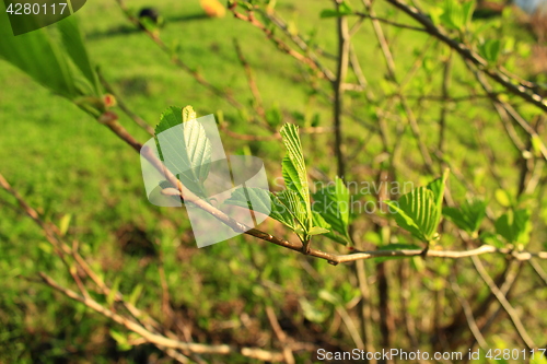 Image of branch of alder in the spring