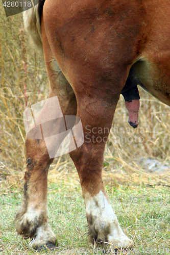 Image of rear part of the horse with erection