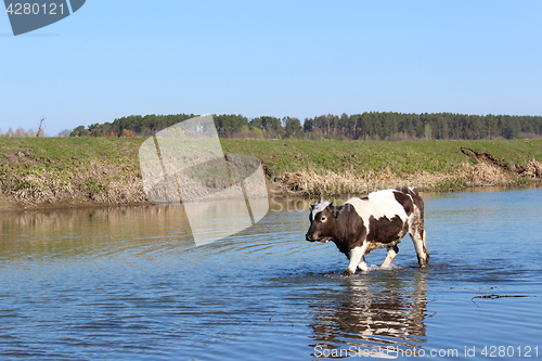Image of cow goes in the river