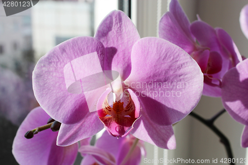 Image of close up of pink orchid