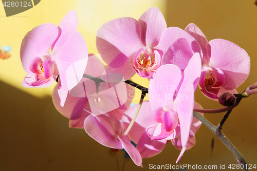 Image of branch of blossoming pink orchid
