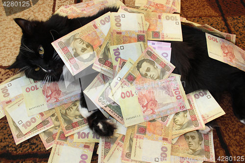 Image of black cat lying on the carpet with money