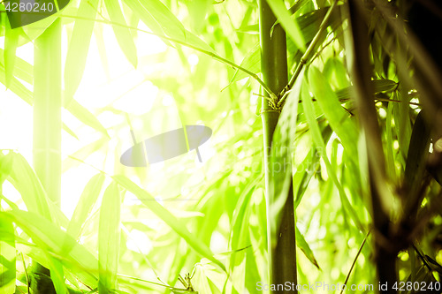 Image of Bamboo shoots