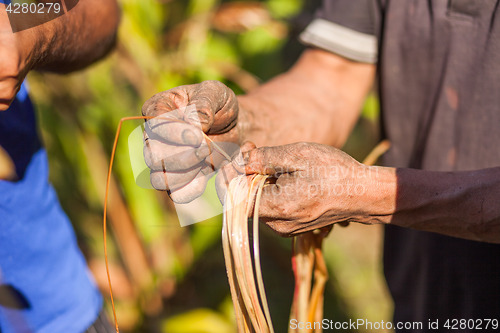 Image of Farmer examining cardamom plant