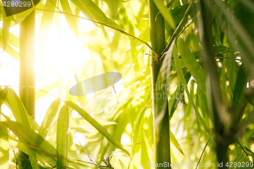 Image of Bamboo shoots