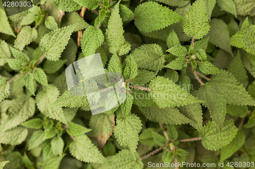 Image of Green plants near Pokhara, Nepal