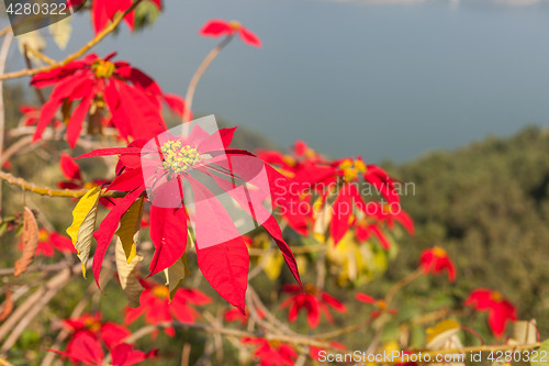 Image of Poinsettia (Euphorbia pulcherrima)