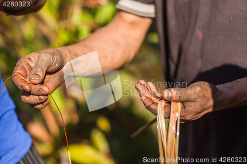 Image of Farmer examining cardamom plant